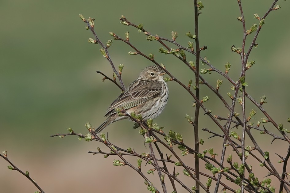 Meadow Pipit , 1/500 sec, f/5.6, ISO 125, 218.32 mm