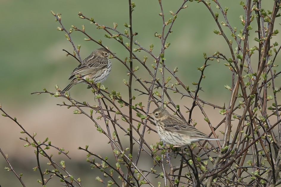 Meadow Pipits, 1/500 sec, f/5.6, ISO 160, 218.32 mm