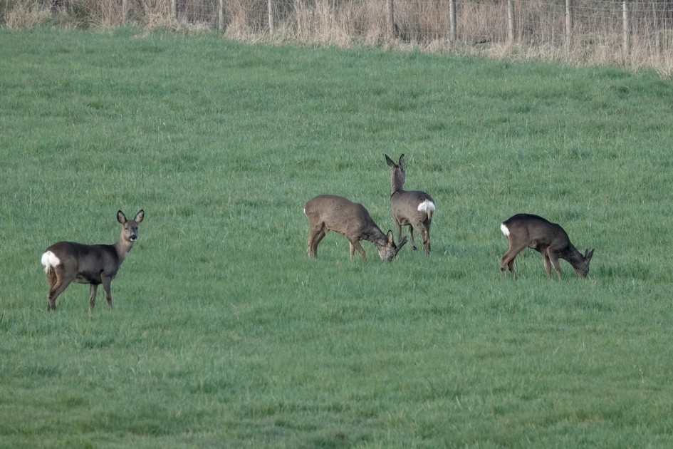 Roe Deer, 1/500 sec, f/5.6, ISO 400, 220 mm