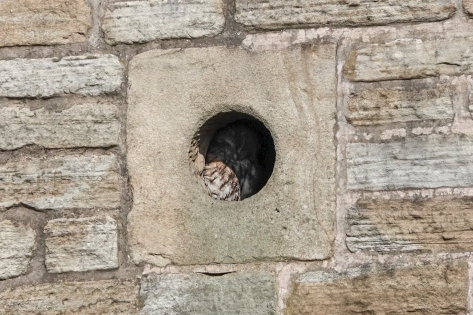 Tawny Owl, 1/1000 sec, f/5.6, ISO 100, 220 mm