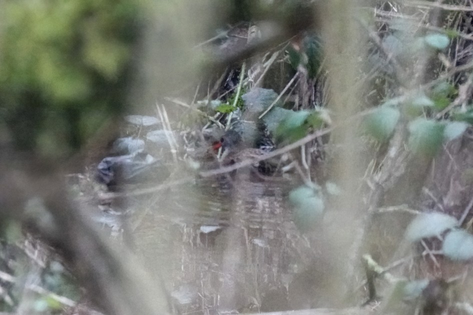 Water Rail, 1/500 sec, f/5.6, ISO 5000, 220 mm