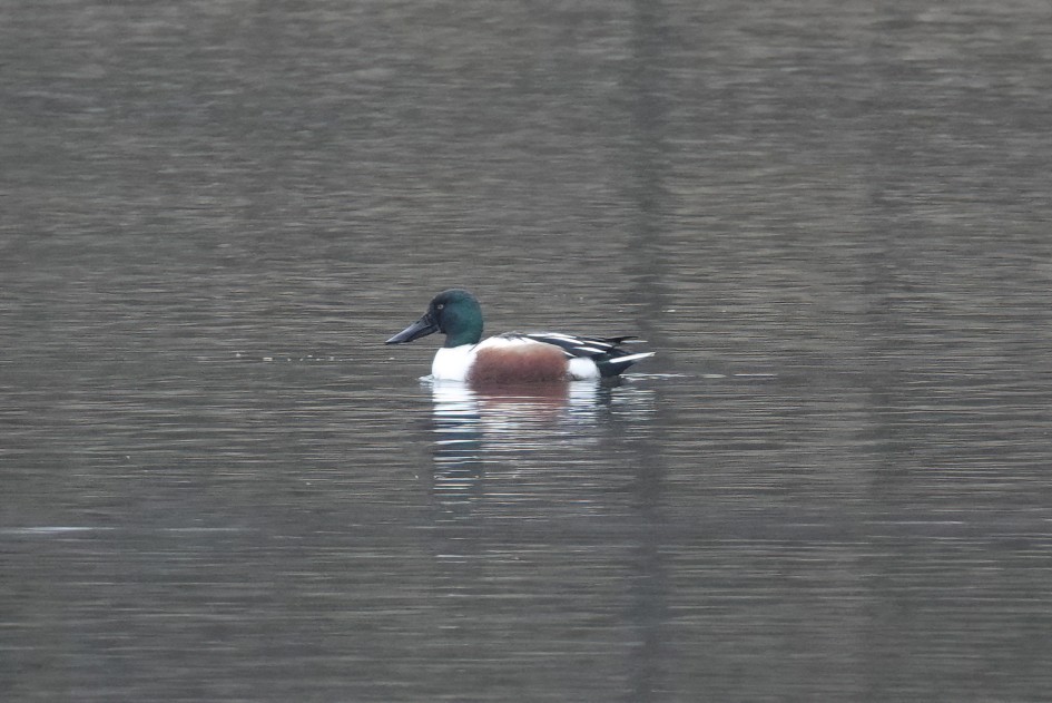 Shoveler, 1/125 sec, f/5.6, ISO 800, 220 mm