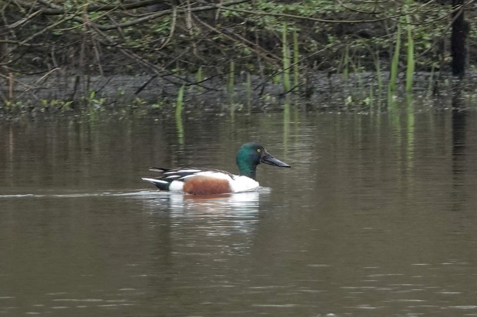Shoveler, 1/125 sec, f/5.6, ISO 125, 220 mm