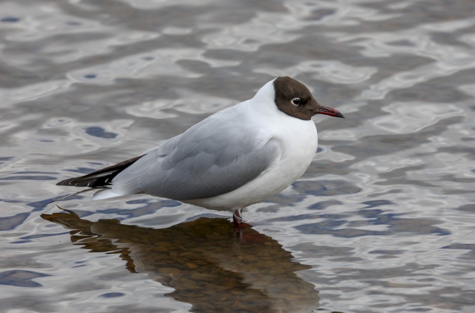 Black-headed Gull , 1/320 sec, f/7.1, ISO 100, 500 mm
