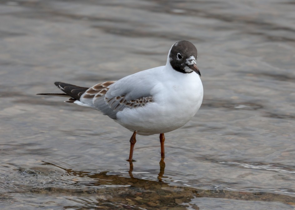 Black-headed Gull 