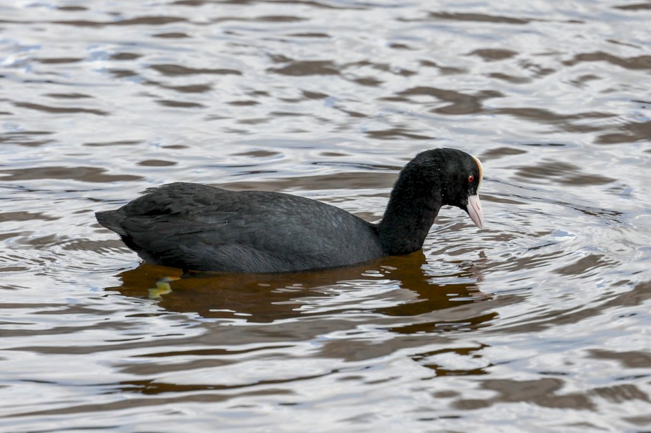 Coot