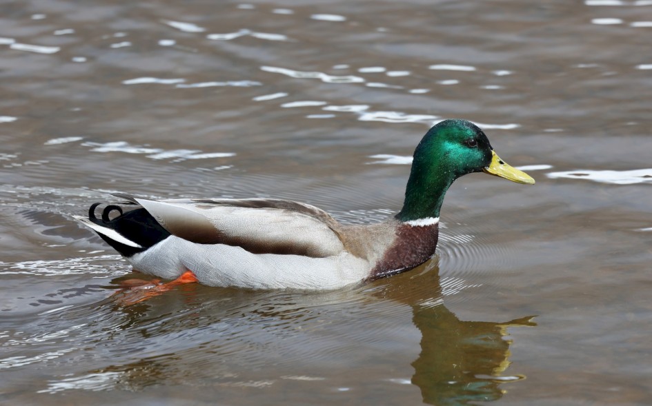 Mallard