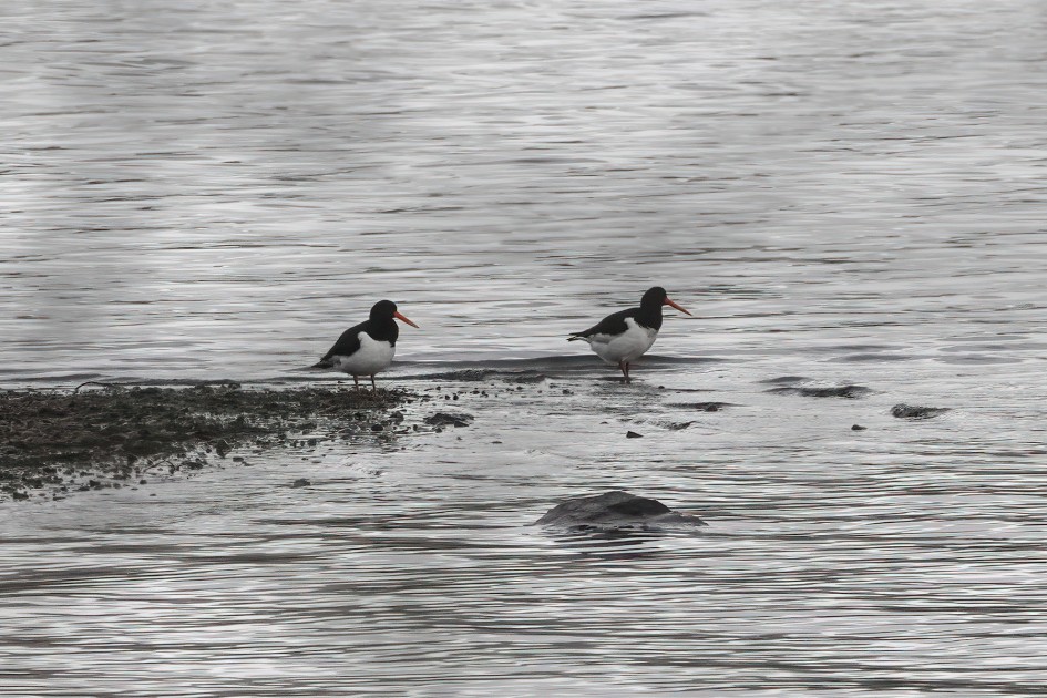 Oystercatchers , 1/500 sec, f/5.6, ISO 500, 220 mm