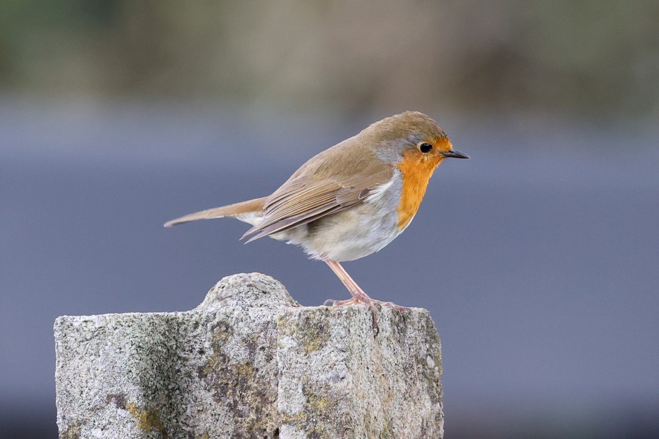 Robin, 1/500 sec, f/7.1, ISO 4000, 500 mm