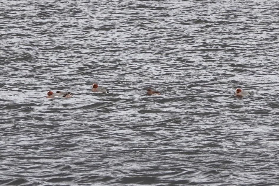 Wigeon