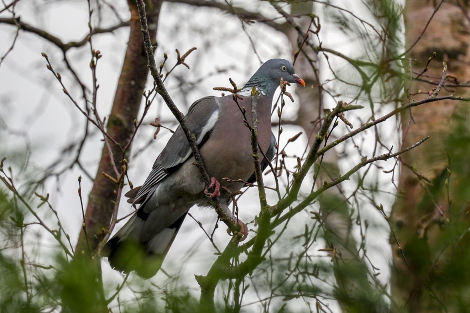 Woodpigeon, 1/500 sec, f/7.1, ISO 160, 500 mm