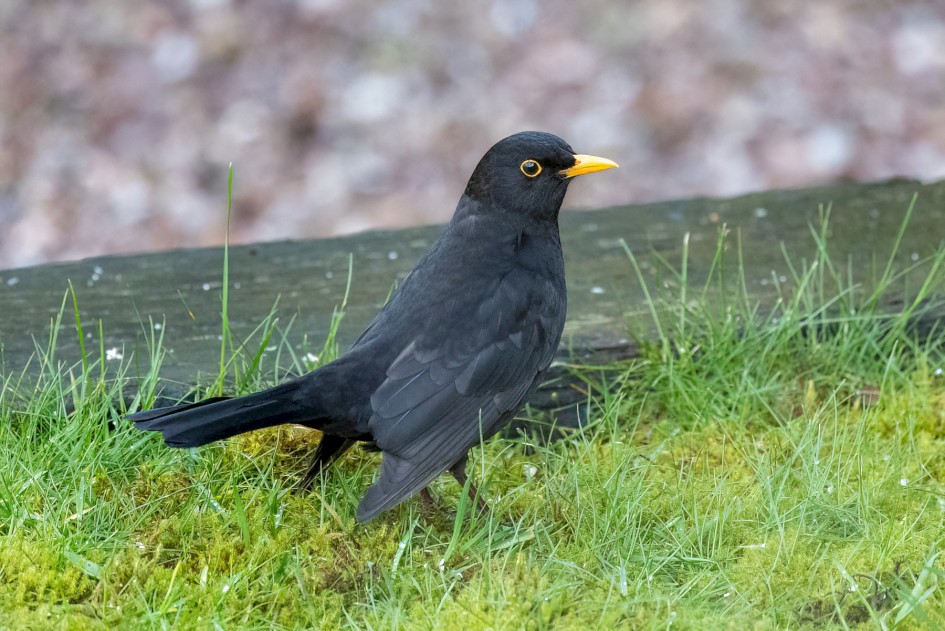 Blackbird, 1/1000 sec, f/7.1, ISO 20000, 500 mm
