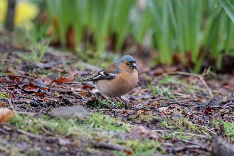 Chaffinch, 1/1000 sec, f/7.1, ISO 6400, 500 mm