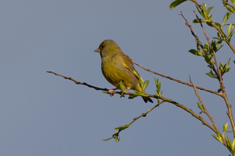 Greenfinch, 1/1000 sec, f/7.1, ISO 250, 500 mm