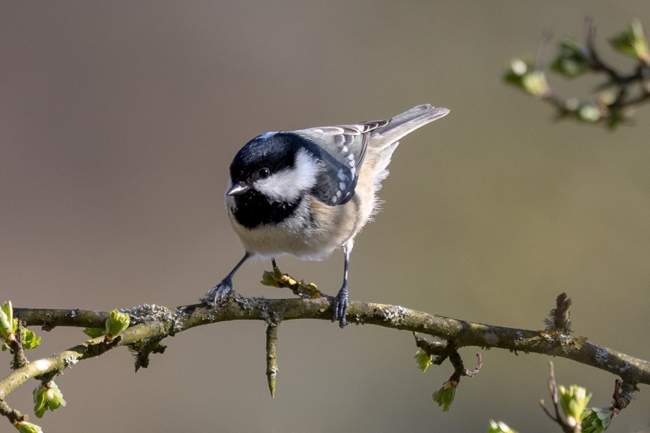 Coal Tit, 1/1250 sec, f/7.1, ISO 800, 500 mm