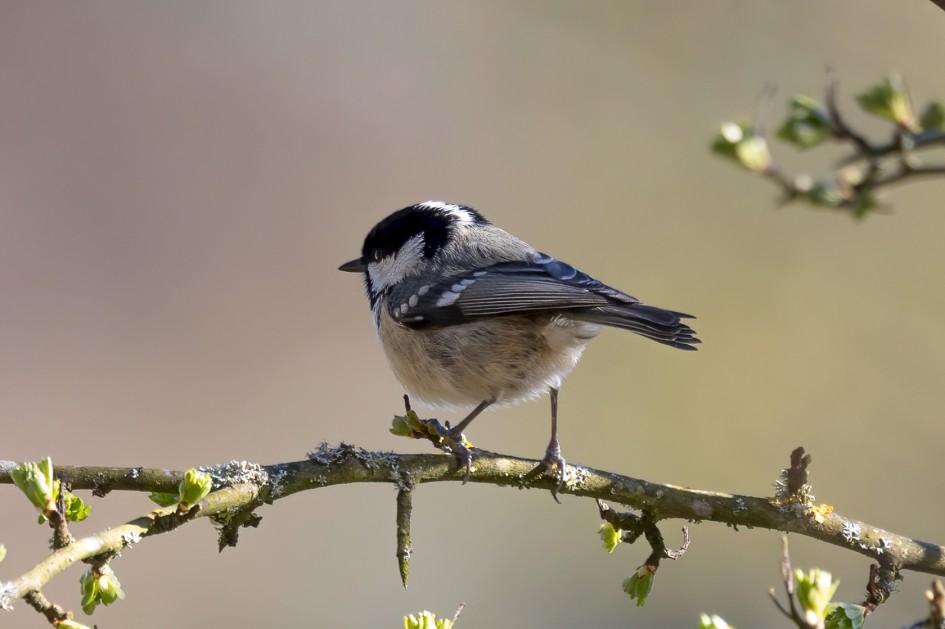 Coal Tit , 1/1000 sec, f/7.1, ISO 800, 500 mm