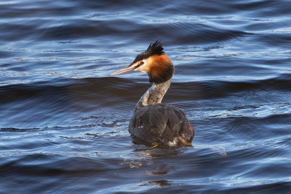 Great Crested Grebe , 1/1000 sec, f/7.1, ISO 800, 500 mm