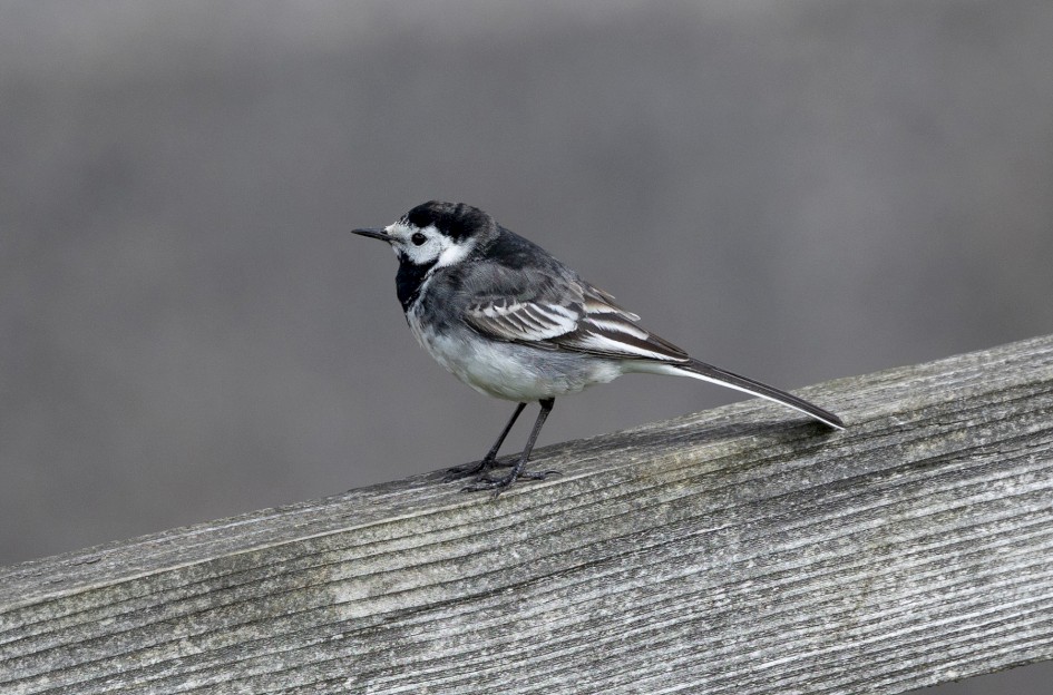 Pied Wagtail, 1/1250 sec, f/7.1, ISO 800, 500 mm