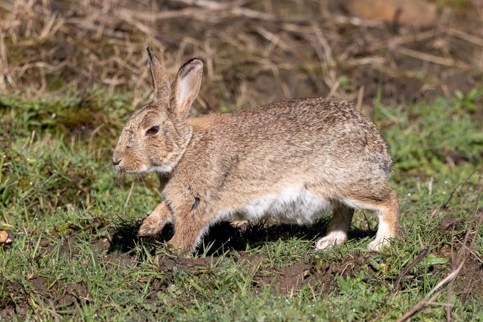 Rabbit, 1/1000 sec, f/7.1, ISO 400, 500 mm