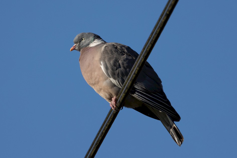 Woodpigeon, 1/1000 sec, f/7.1, ISO 250, 500 mm