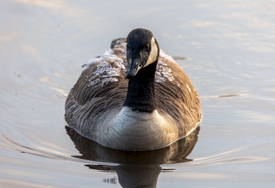 Canada Goose, 1/640 sec. f/7.1 400 mm, ISO 1600