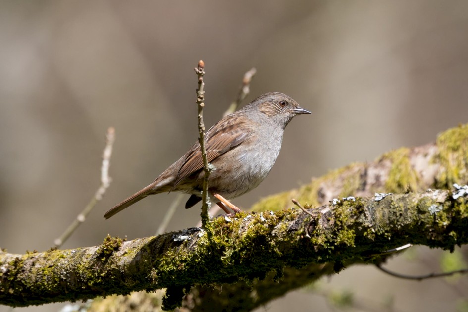 Dunnock, 1/320 sec. f/8 500 mm, ISO 160