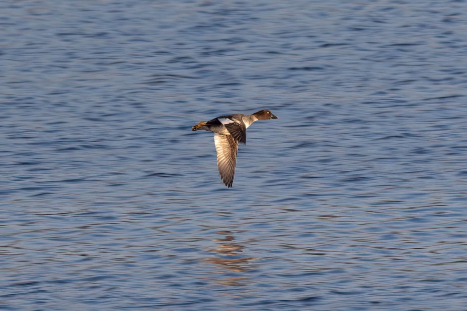 Goldeneye, 1/640 sec. f/7.1 500 mm, ISO 400