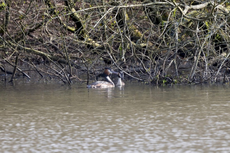 Great Crested Grebes, 1/125 sec. f/7.1 500 mm, ISO 160