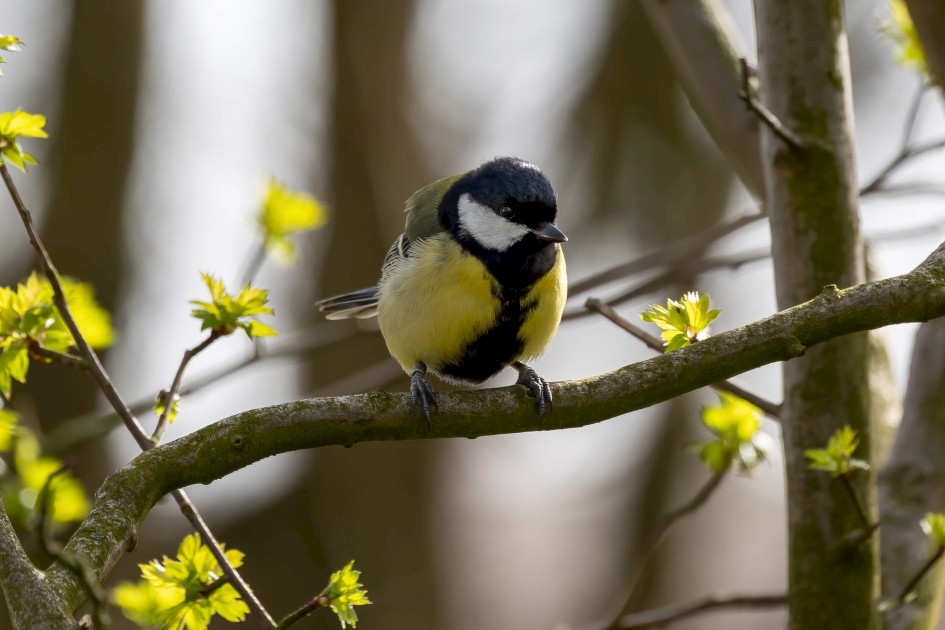 Great Tit, 1/200 sec. f/7.1 500 mm, ISO 125