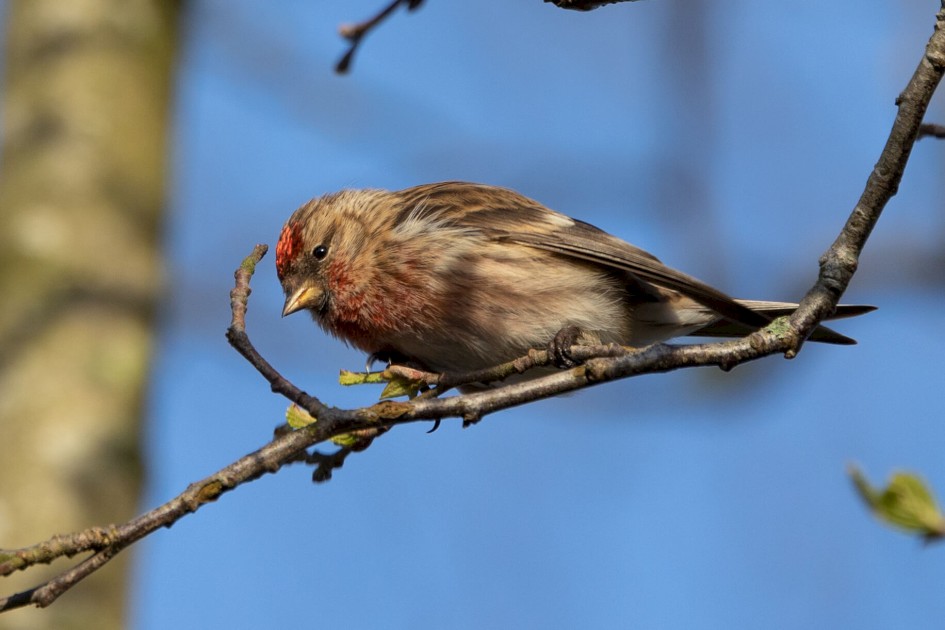 Redpoll, 1/640 sec. f/7.1 500 mm, ISO 400