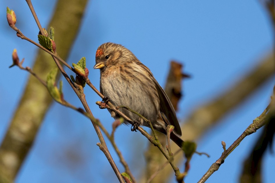 Redpoll, 1/500sec. f/7.1 500 mm, ISO 250