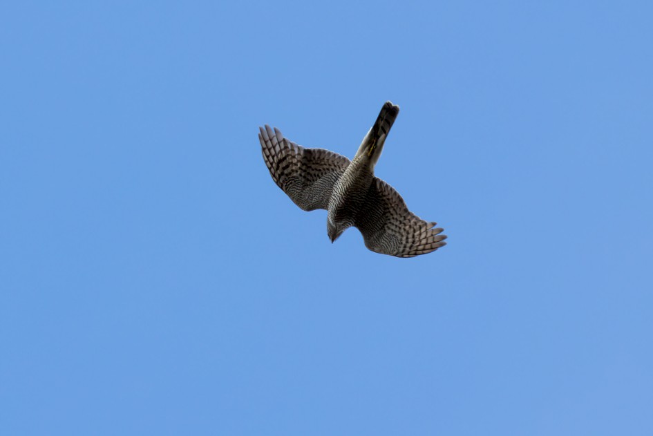 Sparrowhawk, 1/200 sec. f/10 500 mm, ISO 160
