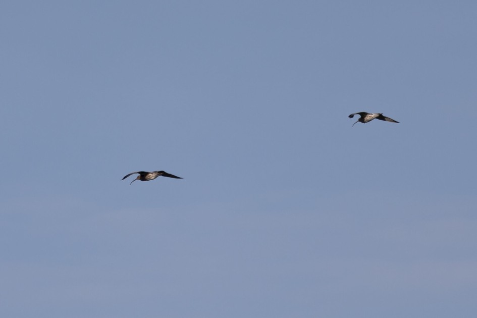 Curlews, 1/800 sec. f/7.1 500 mm, ISO 100