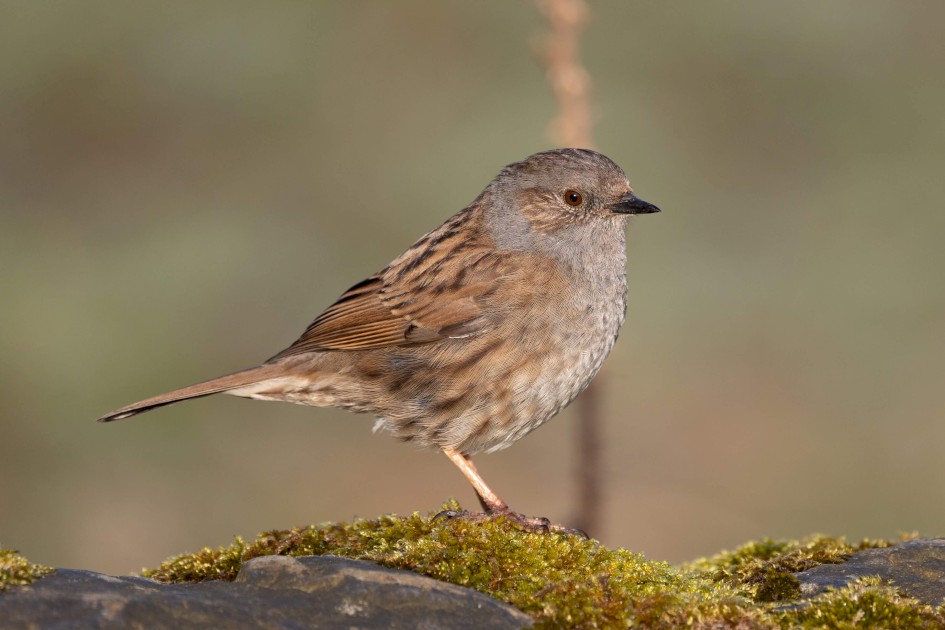 Dunnock , 1/640 sec, f/7.1, 500 mm, ISO 400