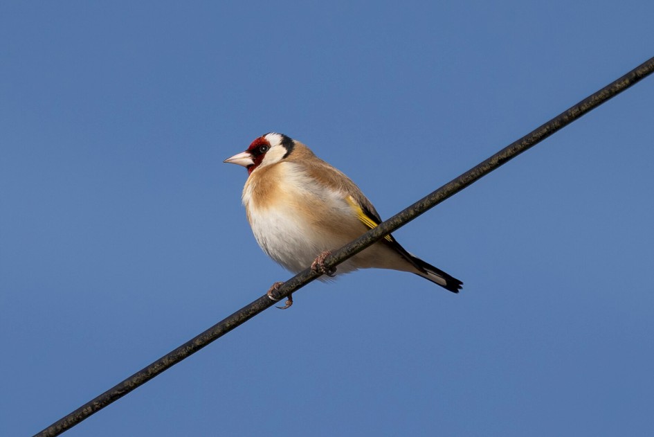 Goldfinch, 1/640 sec. f/7.1 500 mm, ISO 125