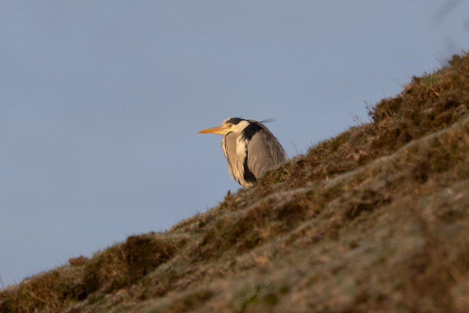 Grey Heron, 1/640 sec. f/7.1 500 mm, ISO 250
