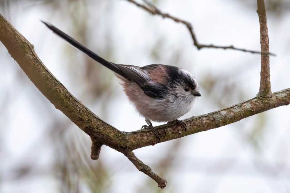 Long-tailed Tit, 1/500 sec. f/7.1 500 mm, ISO 2500
