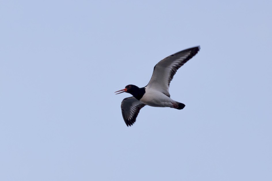 Oystercatcher, 1/500 sec. f/7.1 500 mm, ISO 500