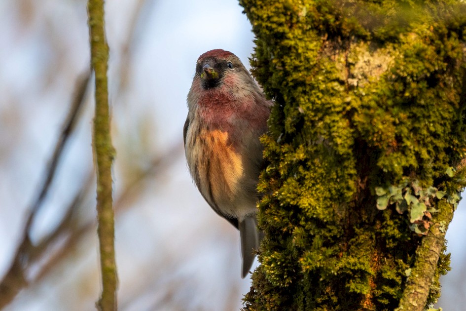 Redpoll, 1/640 sec. f/7.1 500 mm, ISO 1250