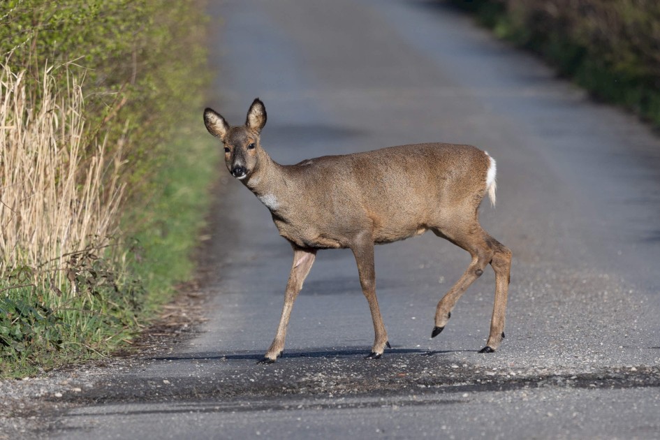 Roe Deer, 1/640 sec. f/7.1 500 mm, ISO 250