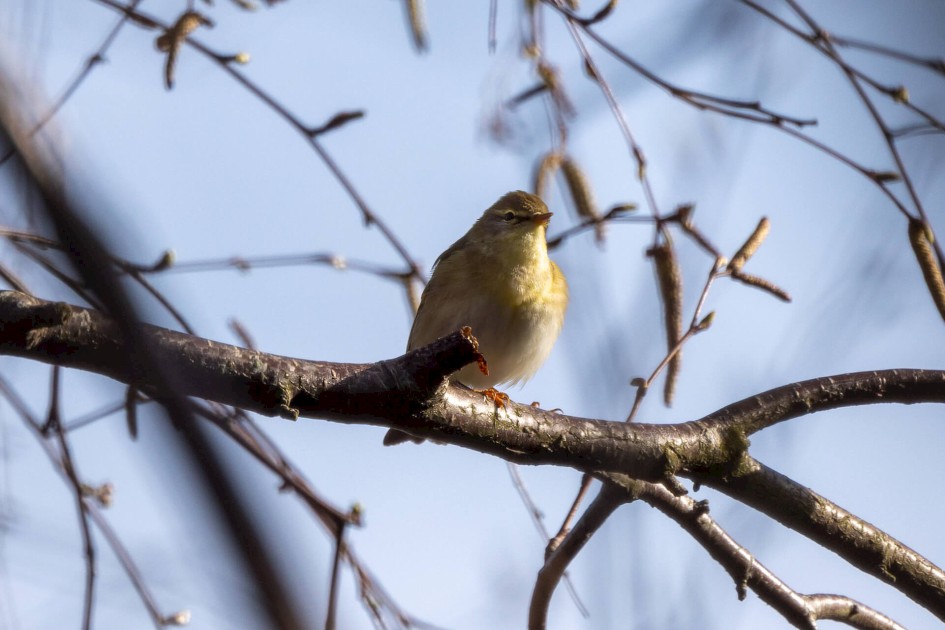 Willow Warbler, 1/500 sec. f/7.1 500 mm, ISO 100