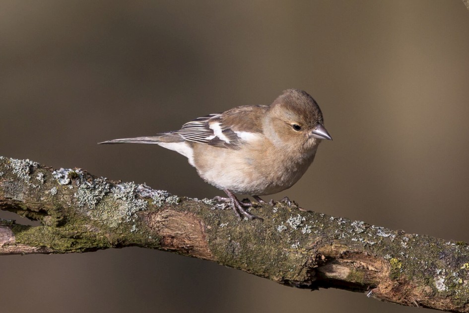 Chaffinch, 1/640 sec. f/7.1 500 mm, ISO 400