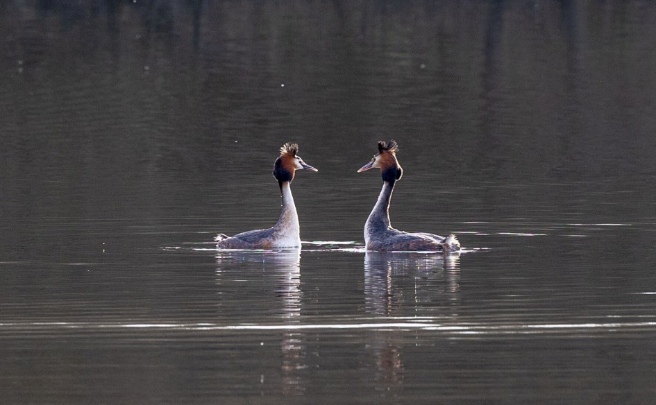 Great Crested Grebes, 1/500 sec. f/7.1 300 mm, ISO 800
