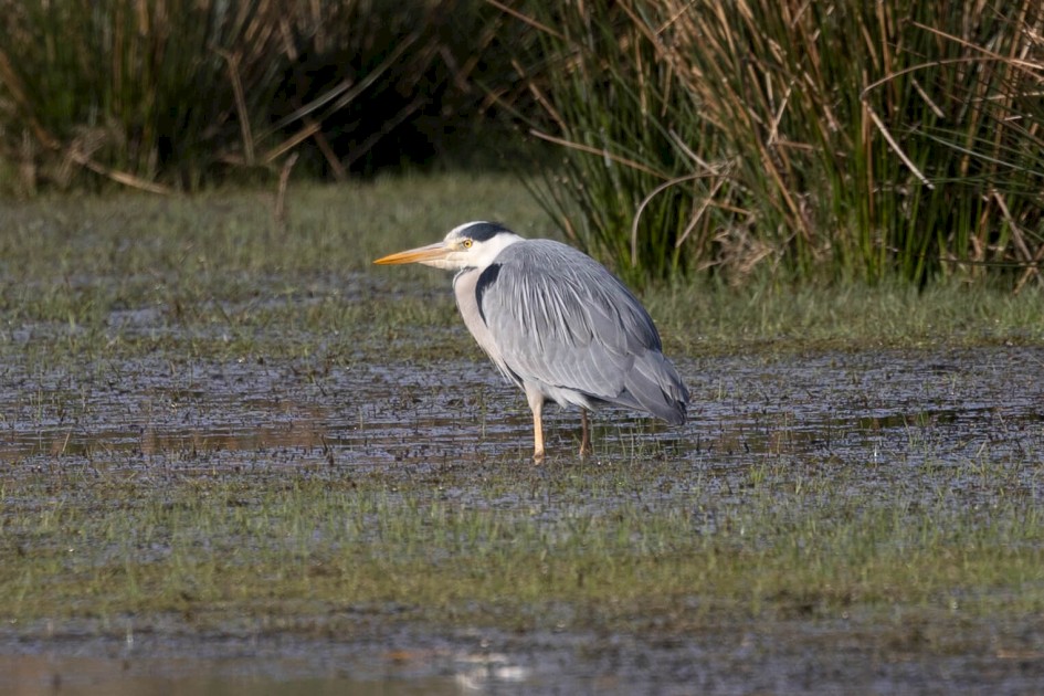 Grey Heron, 1/640 sec. f/7.1 500 mm, ISO 160