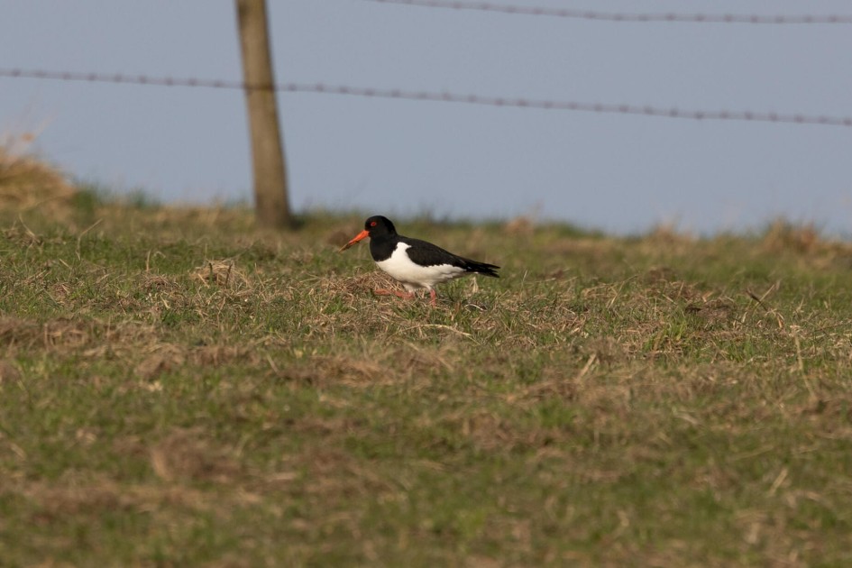 Oystercatcher, 1/640 sec. f/7.1 500 mm, ISO 200