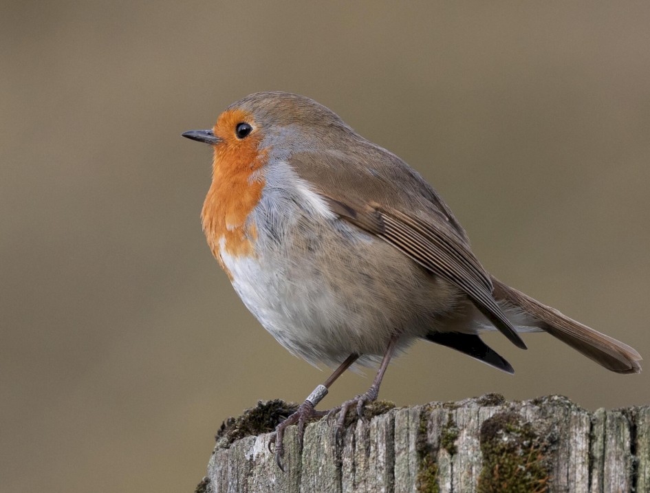 Robin, 1/640 sec. f/7.1 500 mm, ISO 1000