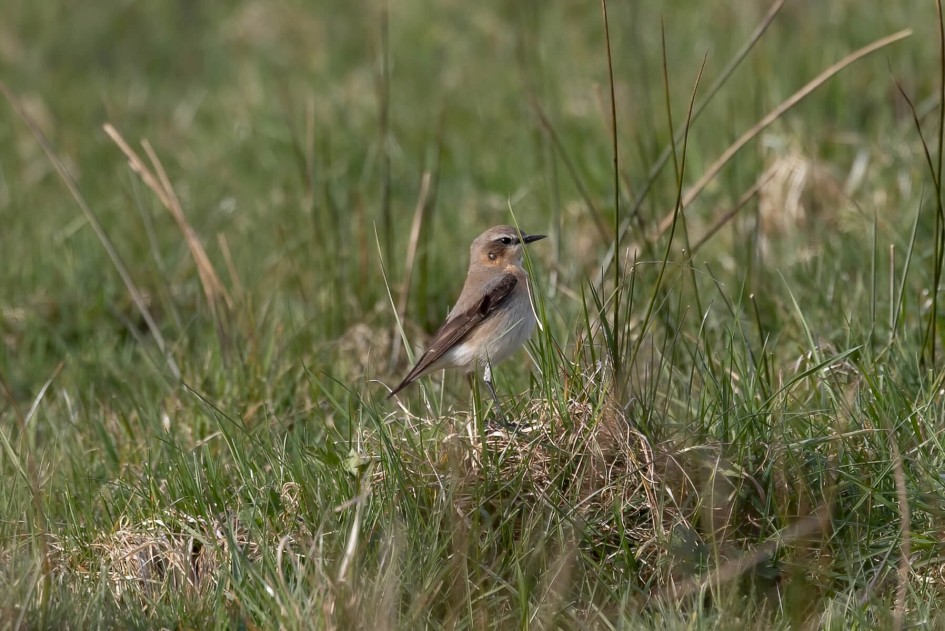 Wheatear, 1/640 sec. f/7.1 500 mm, ISO 200