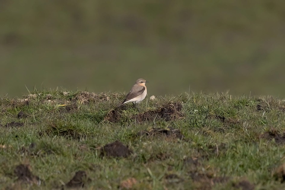 Wheatear, 1/640 sec. f/7.1 500 mm, ISO 160