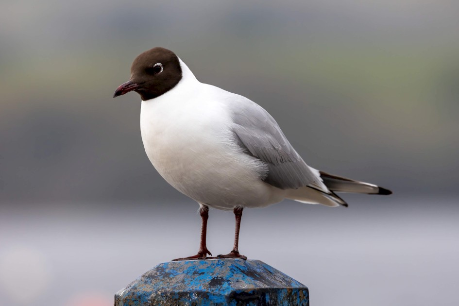Black-headed Gull, 1/640 sec. f/7.1 400 mm, ISO 640