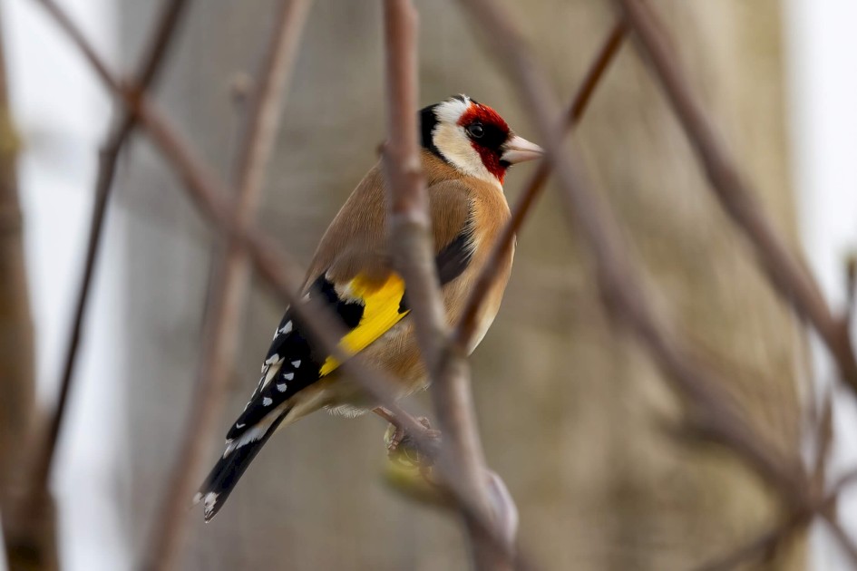 Goldfinch, 1/640 sec. f/7.1 500 mm, ISO 320